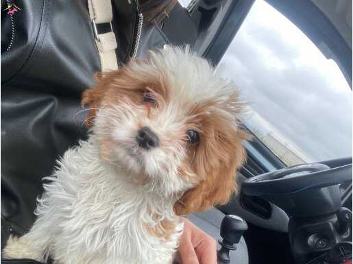 Maltipoo Yavru