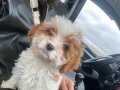 Maltipoo Yavru