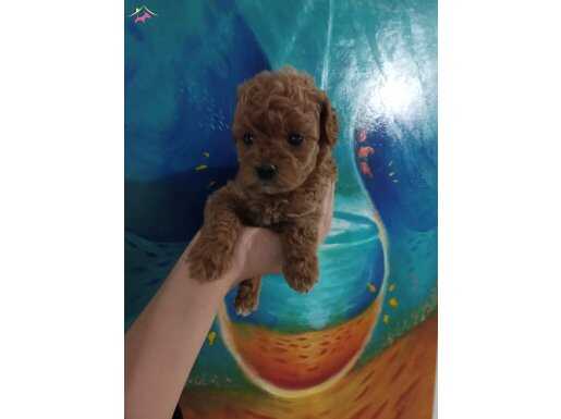 Toy poodle minik bir ayıcik sürat küçük ırk poodle