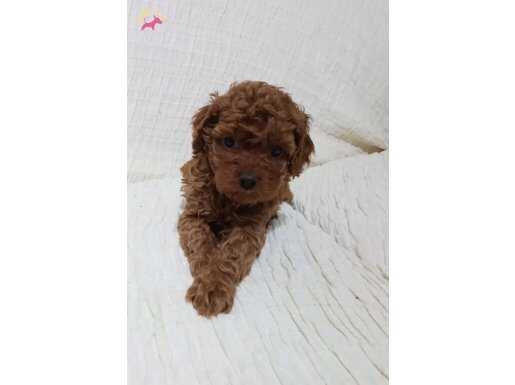 Toy poodle yavru küçük irk