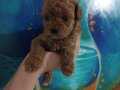 Toy poodle minik bir ayıcik sürat küçük ırk poodle