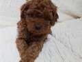 Toy poodle yavru küçük irk