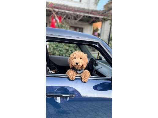 Erkek labradoodle 