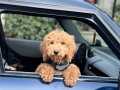 Erkek labradoodle 
