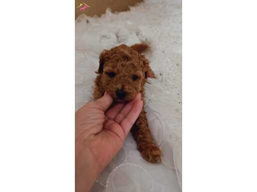 2 aylık Toy poodle 