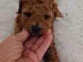 2 aylık Toy poodle 