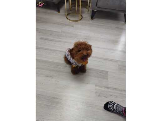 Orijinal Kore ırkı teacup poodle