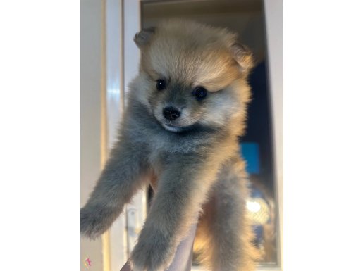 Pomeryan spitz 45 gunluk