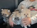 Pomerian  Spitz Yavrular 