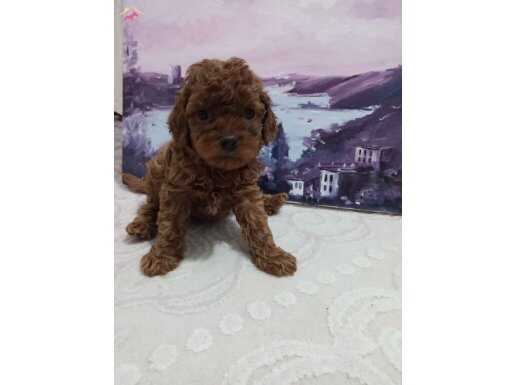 Toy poodle Bebekler