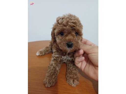 Toy poodle teedy bear