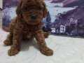 Toy poodle Bebekler