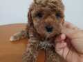 Toy poodle teedy bear