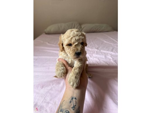 Poodle ayarında Maltipoo bebek
