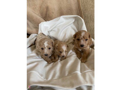 Maltipoo bebekler 