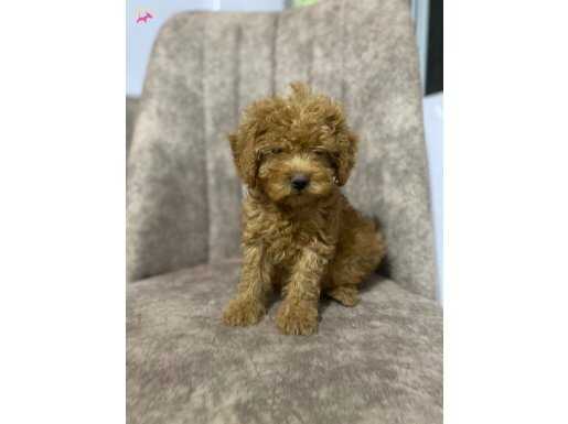 Toy Poodle bebekler 