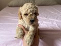 Poodle ayarında Maltipoo bebek