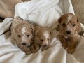 Maltipoo bebekler 