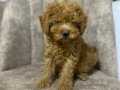 Toy Poodle bebekler 