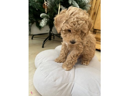 Eskişehir Toy Poodle 