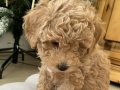 Eskişehir Toy Poodle 