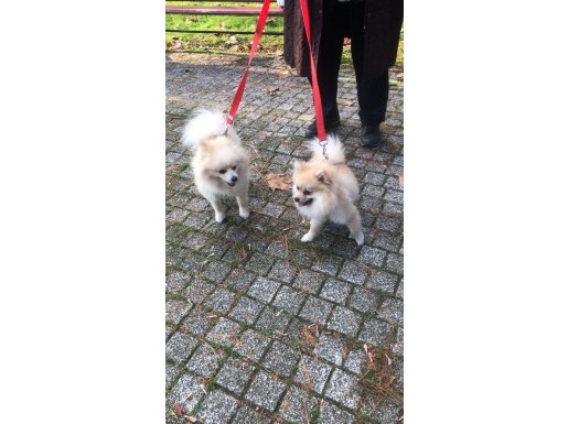 Pomeranian 1 yaşlında  