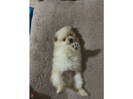 1 bucuk aylık erkek pomeranian boo