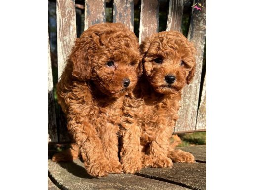 Antialerjenik toy poodle