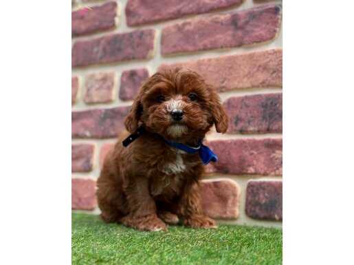 Kızıl koyu renk maltipoo