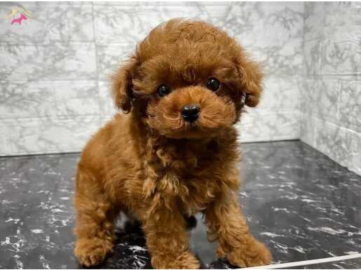 Kore toy poodle