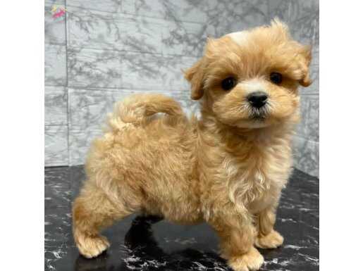 Yavru maltipoo