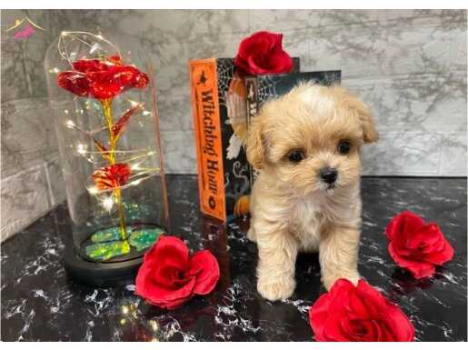Oyuncak gibi maltipoo