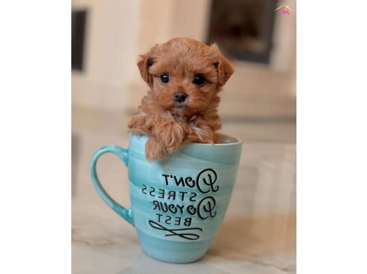 Toy poodle yavrular