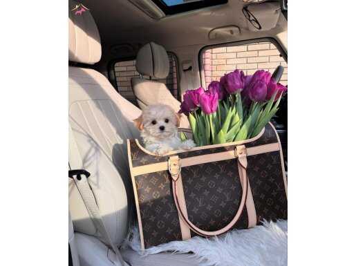 Sağlıklı sevecen maltipoo yavrular