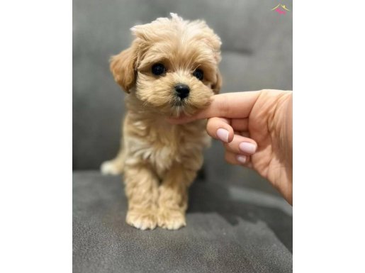 Akıllı sevecen maltipoo yavrular