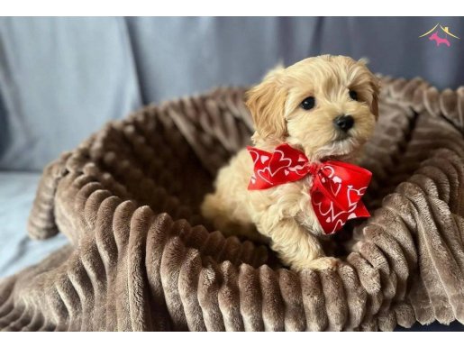 Oyuncak gibi maltipoo yavrular