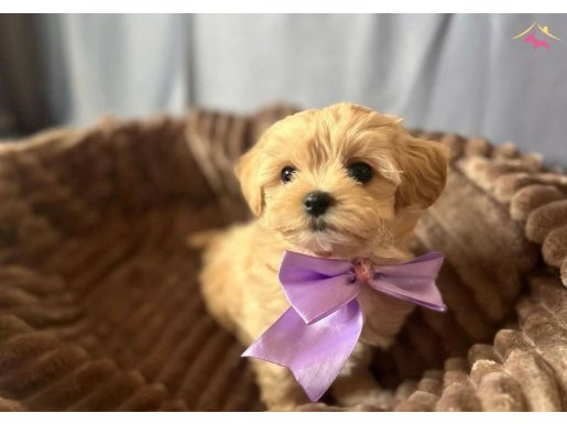 Maltipoo yavrular