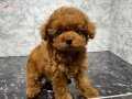 Kore toy poodle