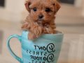 Toy poodle yavrular