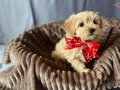 Oyuncak gibi maltipoo yavrular