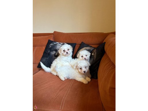 anne altından safkan maltese terier