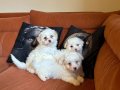 anne altından safkan maltese terier