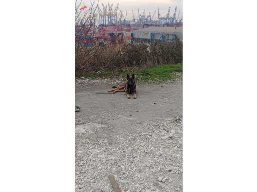 Barut köpeğin ismi kUlubesi ile birlikte