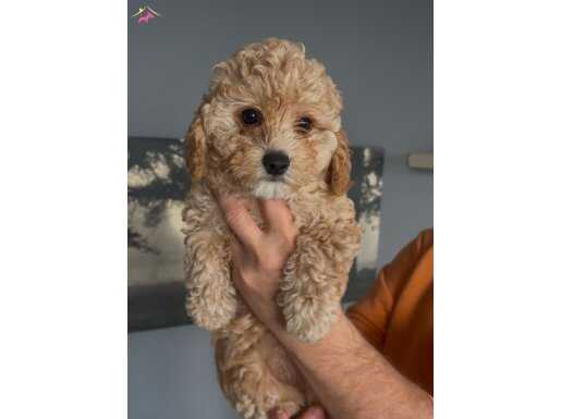 Enne yanından maltipoo yavrular 2disi 1erkek