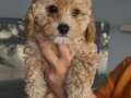 Enne yanından maltipoo yavrular 2disi 1erkek