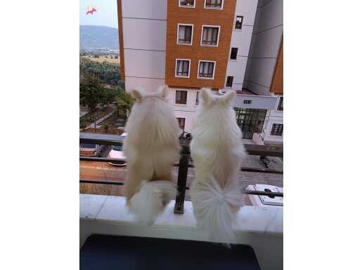 2 adet mevcut bir kız bir erkek 