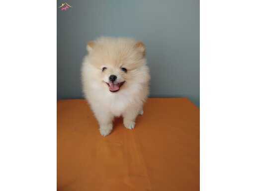 2 AYLIK ERKEK POMERANİAN BOO 