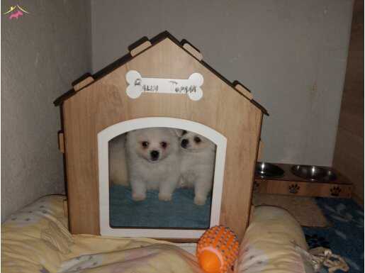 2 aylık pomerian satılıktır 