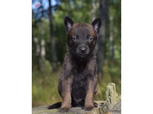 Standartlarına uygun koyu malinoisler