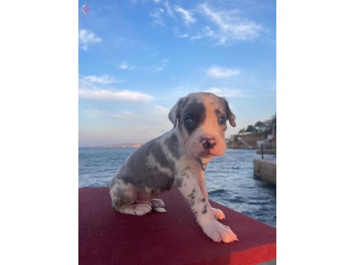 Blue pied harlequin merle 